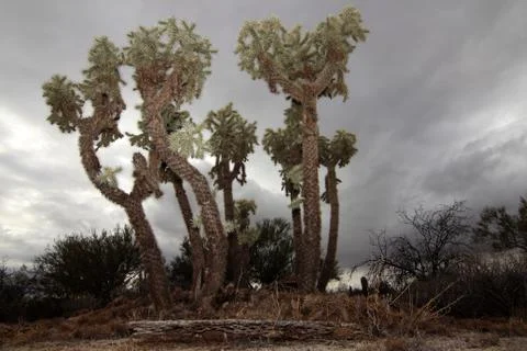 Giant Cholla Cactus Stock Photos