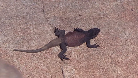 Giant chuckwalla lizard licks rock Stock Footage 302860246