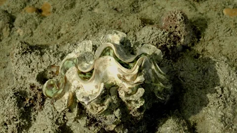 Giant clam exposed during low tide on tropical reef Vídeo Stock 338213410