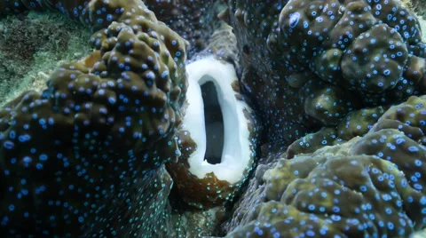 Giant Clam Video stock 48944650