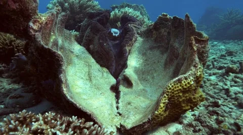 Giant Clam Video stock 48946596