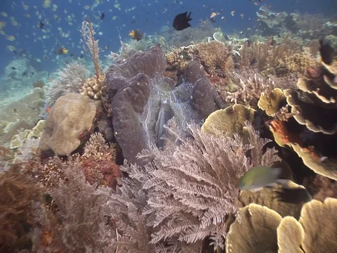 Giant Clam Stock Footage 98475918