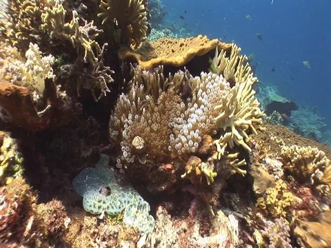 Giant Clam Stock Footage 98475934