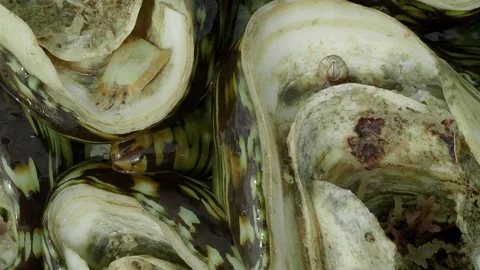 Giant Clam Mantle and Shell Texture Exposed at Tropical Reef Low Tide 스톡 동영상 337865236