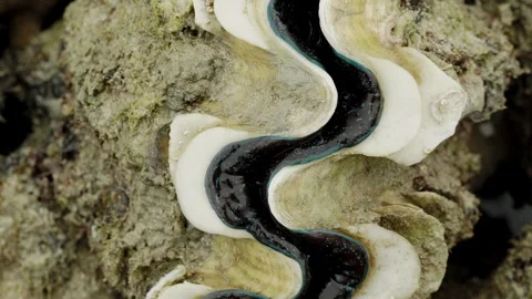 Giant Clam Mantle Visible Inside Closed Shell at Low Tide Video stock 339545869