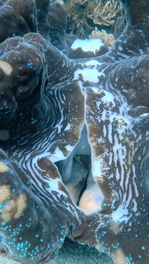 Giant clam opening shell on coral reef seabed Stock Footage 329353293