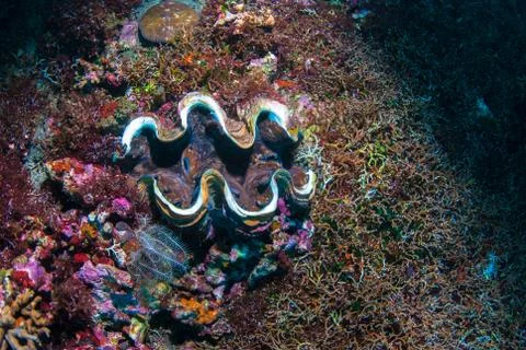 Giant clam Stock Photos