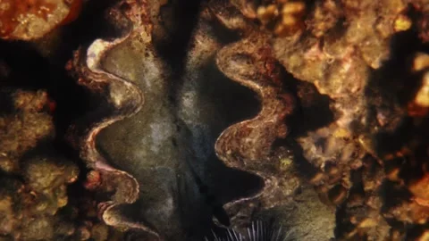 Giant clam shell open on tropical coral reef 스톡 동영상 342336120