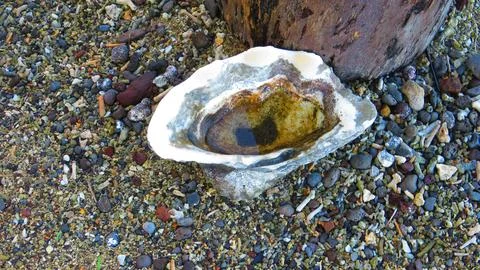 Giant clam shell on pebble beach macro nature detail, Samoa Stock Photos