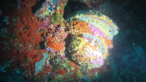 Giant clam suddenly snapping shut Stock Footage 345505070