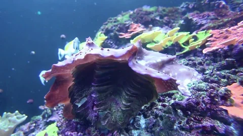 Giant clam underwater Stock Footage 70949450