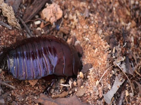 Giant Cocaroach Stock Footage 99805088