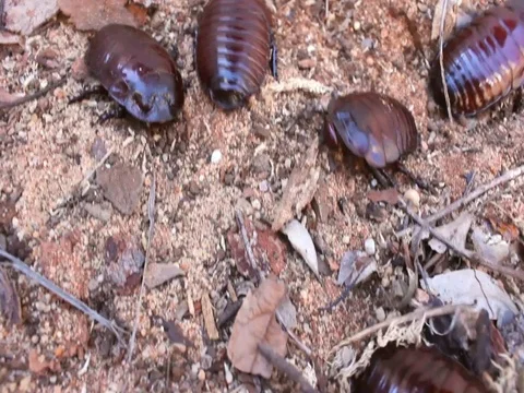 Giant Cocaroach Group 스톡 동영상 99804928