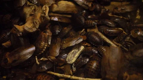 Giant Cockroach Видео 125248250