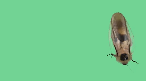 Giant cockroach on green screen going down Video stock 34525142