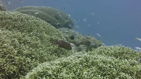 Giant colonies of fire corals (Millepora tenera) at reef drop-off. Mozambique Stock Footage 79911082