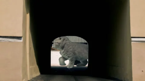 Giant Comical Cat in City Video stock 49526782
