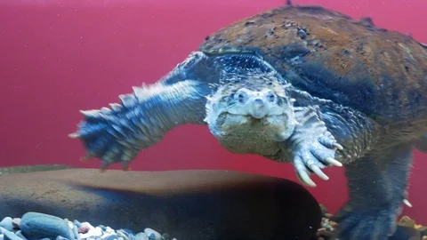 Giant common snapping turtle (Chelydra serpentina) swimming in zoo aquarium Stock Footage 118087242