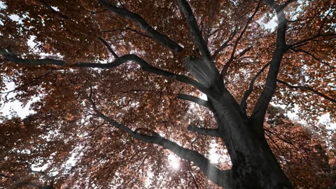 Giant Copper Beech tree changing leaves' color from green to red. Vídeos de archivo 270167332