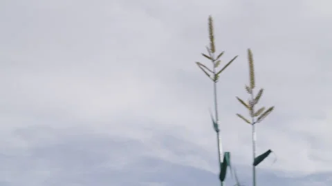 Giant cornstalks Stock Footage 285567886