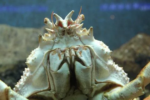 Giant crab close up Stock Photos
