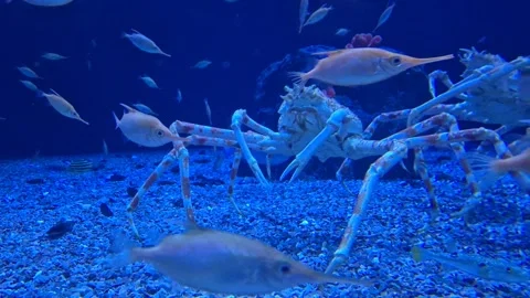 A giant crab crawls along the bottom of a public aquarium filled with fish,.. Stock Footage 340407489