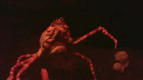 Giant crab Stock Footage 110054