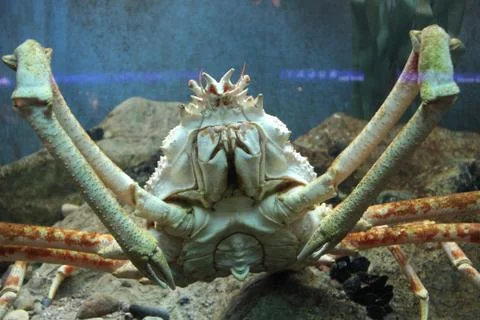 Giant crab Stock Photos