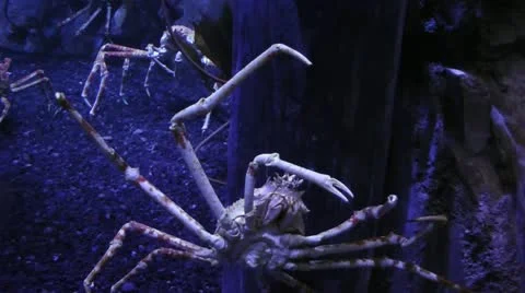 Giant Crabs Video stock 11349174