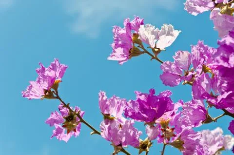 Giant Crape-myrtle Stock Photos