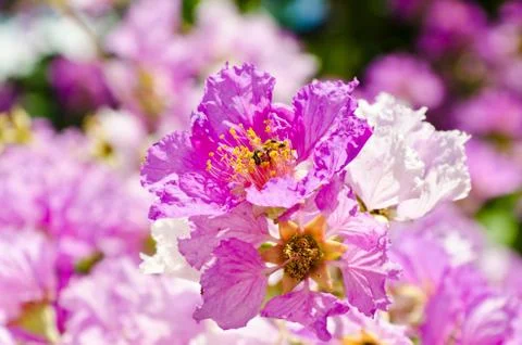 Giant Crape-myrtle Stock Photos