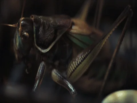 Giant cricket in China Stockbeeldmateriaal 81532040