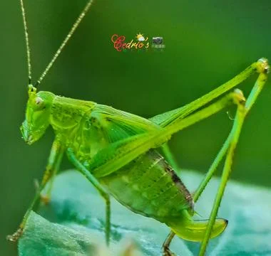 Giant cricket Stock Photos