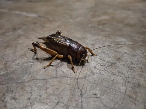 A giant cricket resting on a smooth, solid surface Stock Photos
