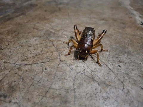 A giant cricket resting on a smooth, solid surface Stock Photos