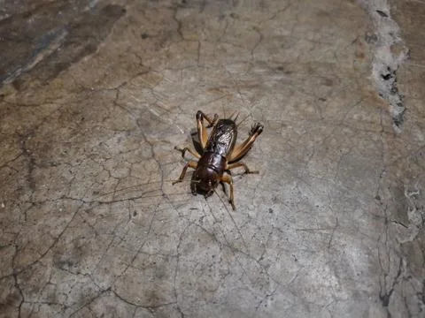 A giant cricket resting on a smooth, solid surface Stock-Fotos