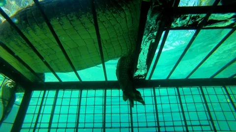 Giant crocodiles attack a cage during a dive on the Zambezi River in Zimbabwe, Stock Footage 104045198