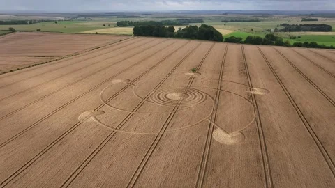 Giant Crop Circle, Drone View 4K, Westbury, Wiltshire, 30th July 2023 Stock Footage 266980905