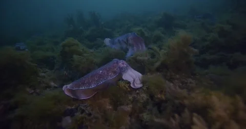 Giant Cuttlefish Aggregation (Sepia apama) Spawning Stock Footage 316478681