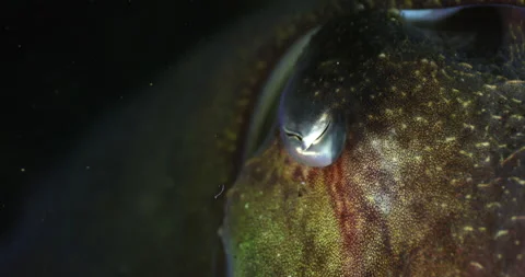 Giant Cuttlefish Close Up Stock Footage