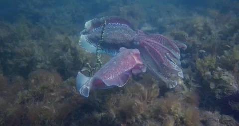 Giant Cuttlefish Courtship Display Stock Footage 316953437