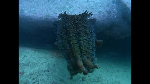 Giant cuttlefish encounter Vídeos de archivo 310522789
