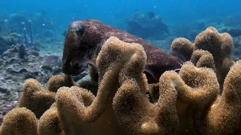 Giant cuttlefish exploring soft coral gardens of Indonesia Video stock 312100178