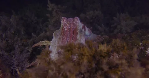 Giant Cuttlefish Extending The Tentacles Stock Footage 317359476