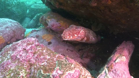 Giant Cuttlefish Video stock 79297555