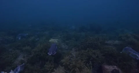 Giant Cuttlefish Gathering in Shallow Waters, Dolly Shot Stock Footage 317670960