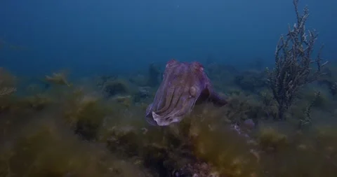 Giant Cuttlefish Gathering in Shallow Waters Stock Footage 317672672