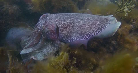 Giant Cuttlefish Guarding The Eggs, Close Up Stock Footage 317021115