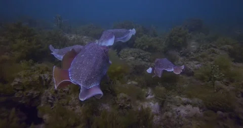 Giant Cuttlefish Mating Display, Wide Shot Stock Footage 318194267