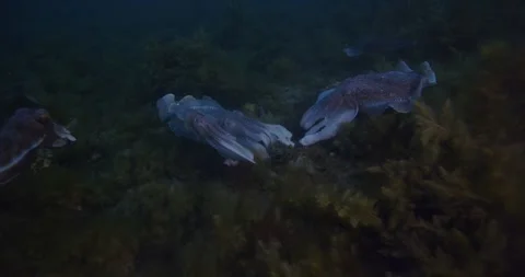 Giant Cuttlefish Mating Stock Footage 316431312